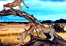 4 Days Maasai Mara Flying Safari